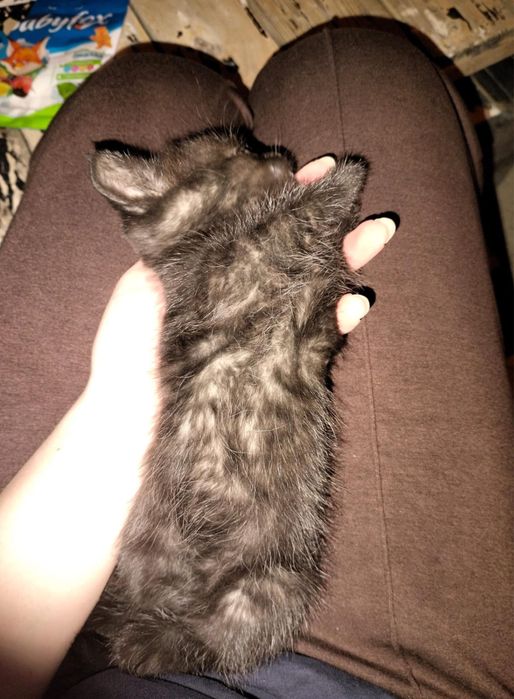 Котенок маленький