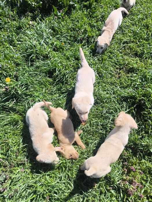 Лабрадор ретривър