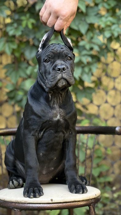 Щенки кане корсо