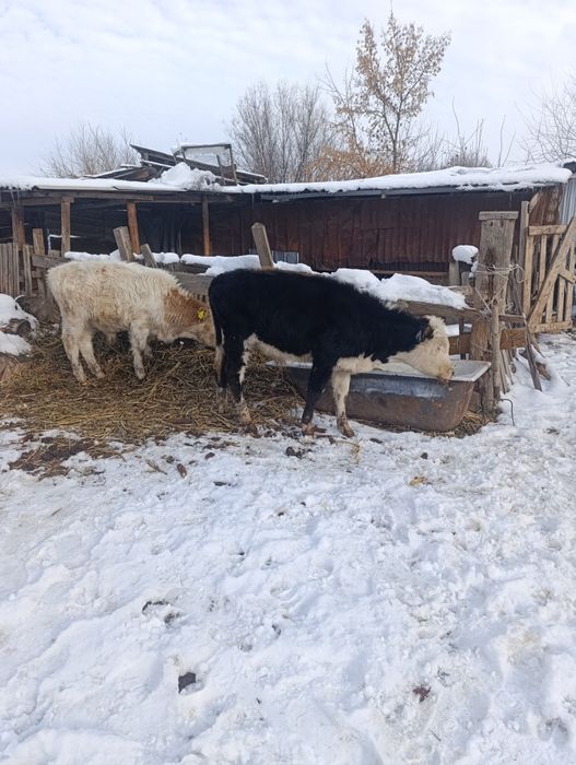 Продам бычки.подсос