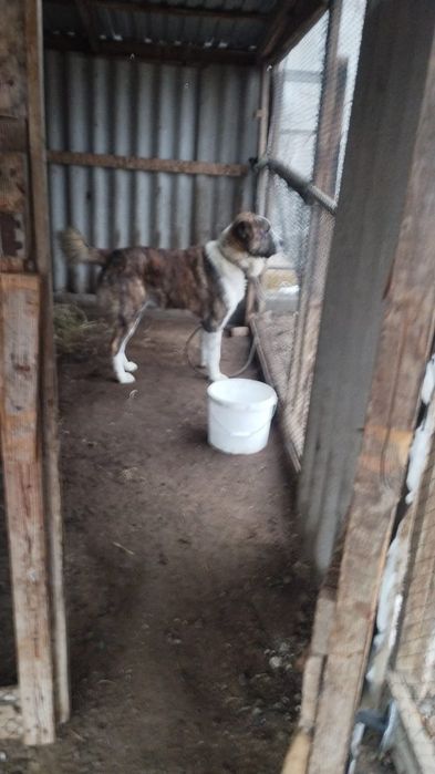 Алабай сатылады.