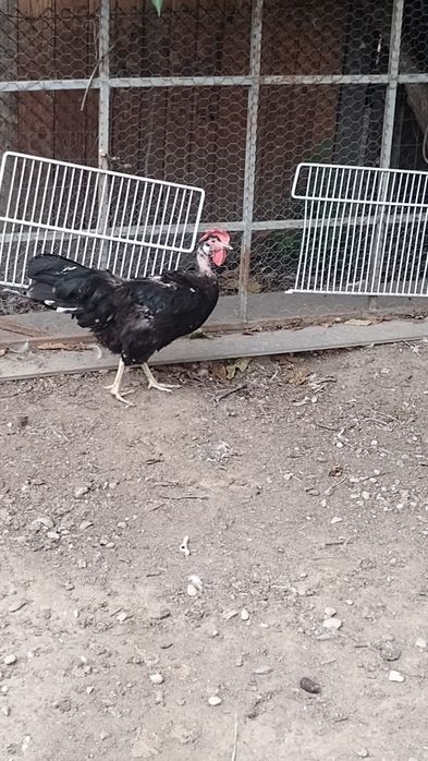 Pereche de găini italiene negru-bobat