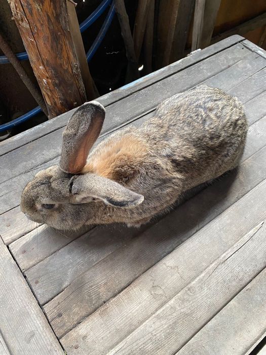 Продаётся самец шустрый