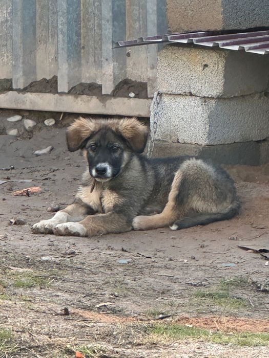 Кушык сатылады срочно