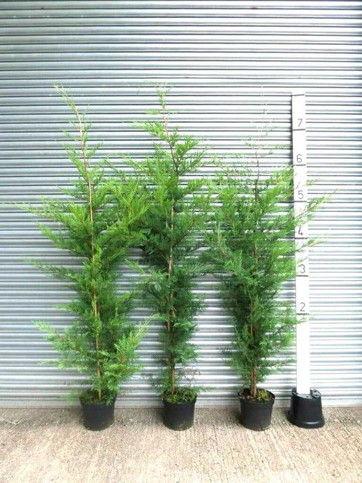 Chiparos Leylandii Extra Verde – Direct din Pepinieră