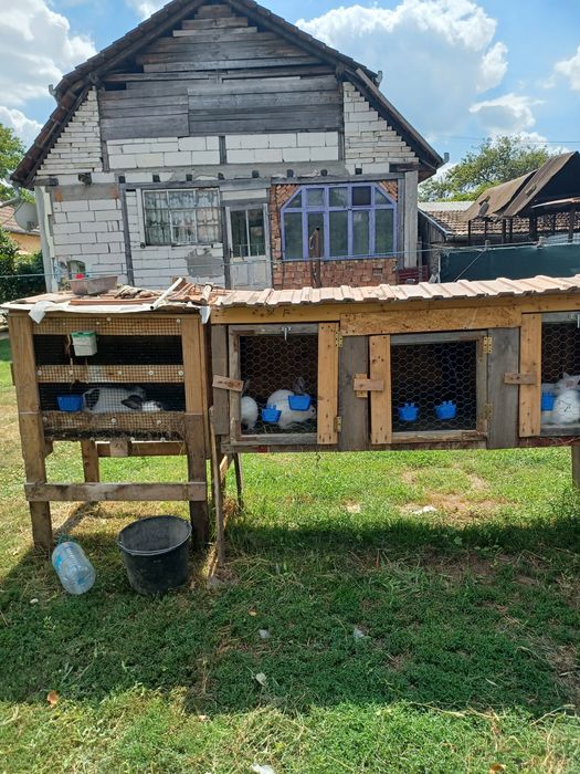 Oferta Boxe și familie de iepuri rasa mica Cap de Leu