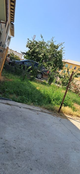 Non Behi ko'chati sotiladi