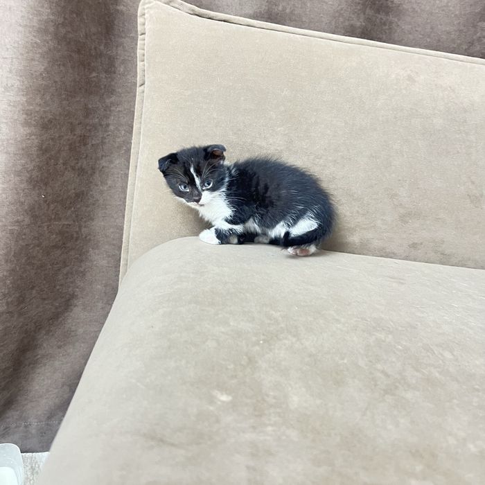 Котята от веслаухой кошки