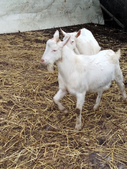 Țapi saanen de rasa