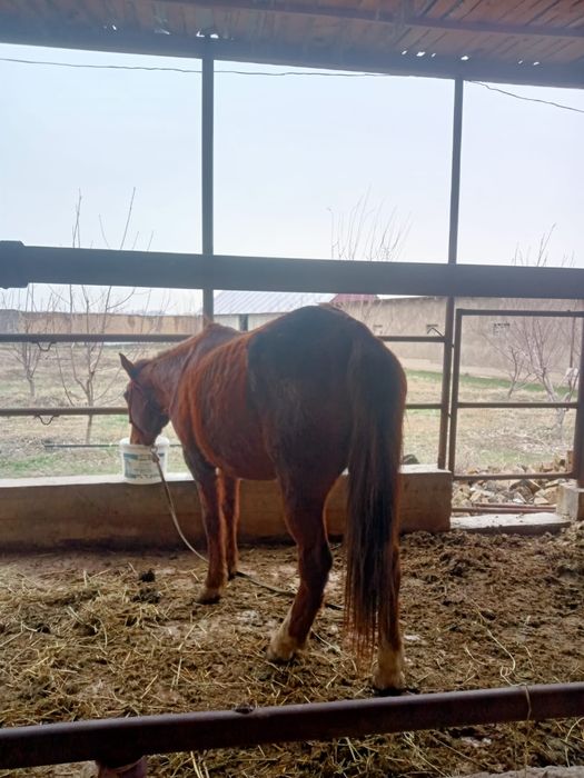 ЖУАС БИЕ  телефон соғып