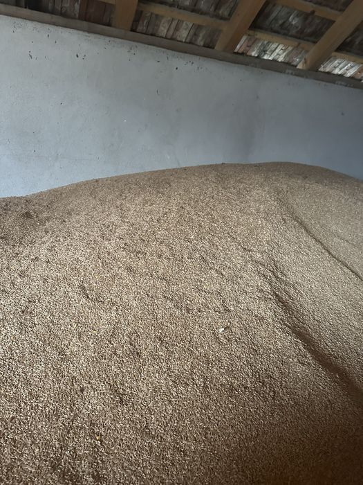 Grau si triticale de vanzare