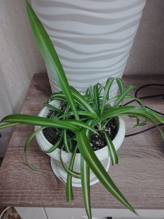 Комнатные растения, район Евразии