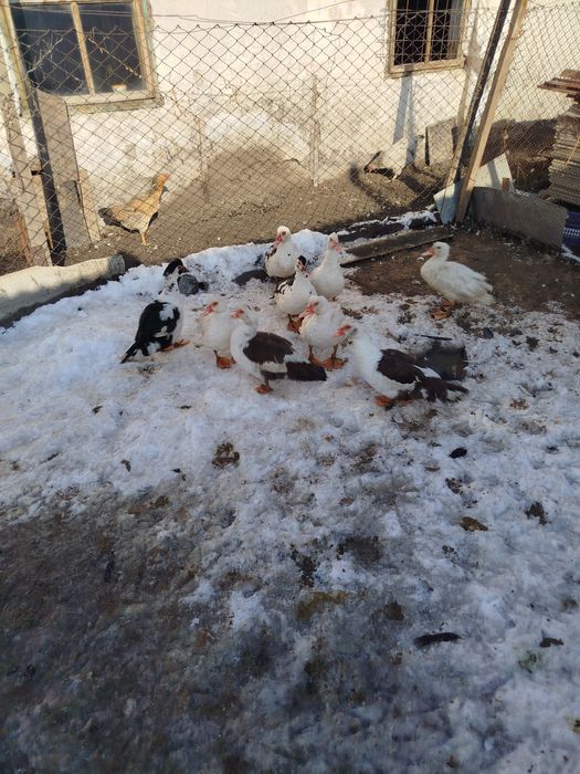 Утки селезни продам