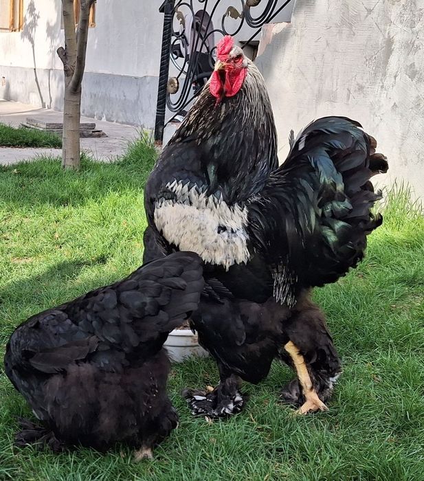 Brama xo'roz tovuqlar