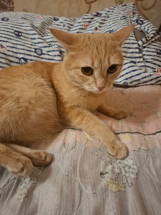 Отдам в добрые руки