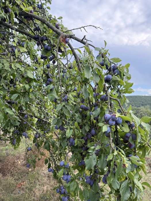 Prune grase bio 100%  pentru țuica