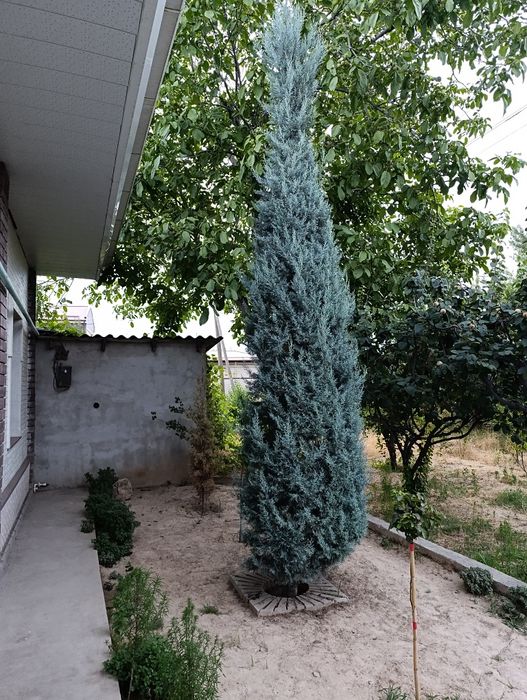 Archa italiya keparis