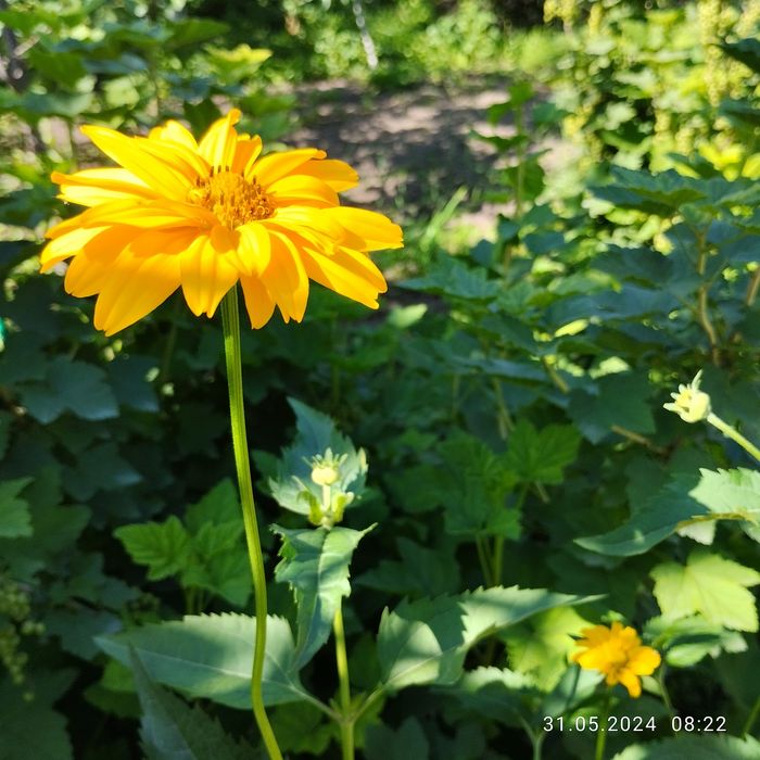 Саженцы гелиопсиса