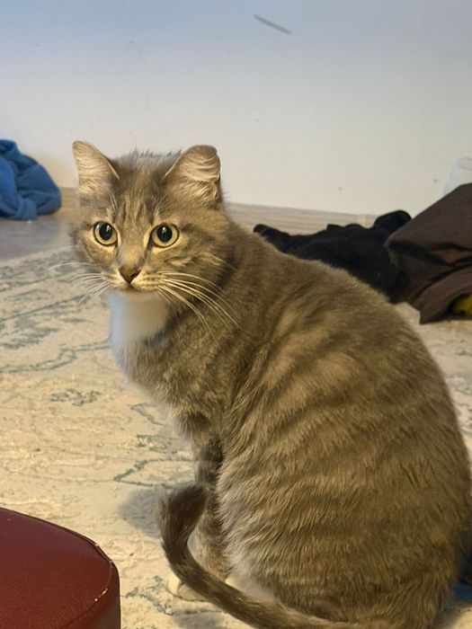 Отдаем кошечку в хорошие руки.