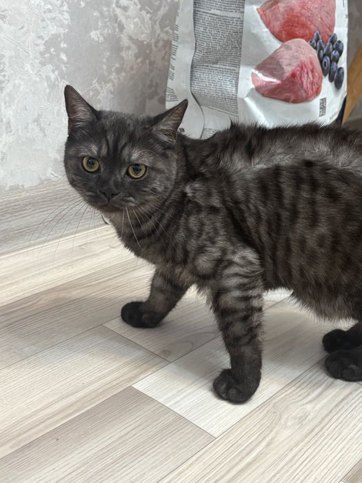 Отдам котенка британку