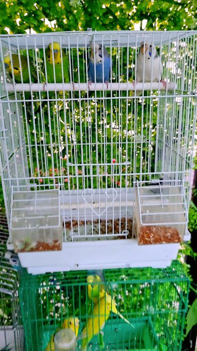 Волнистый попугай Valnisti paralar