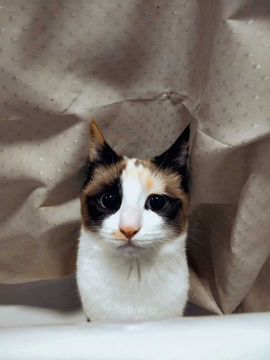 Кошка в добрые руки