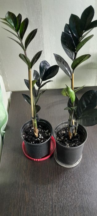 Долларовое дерево черное Равен