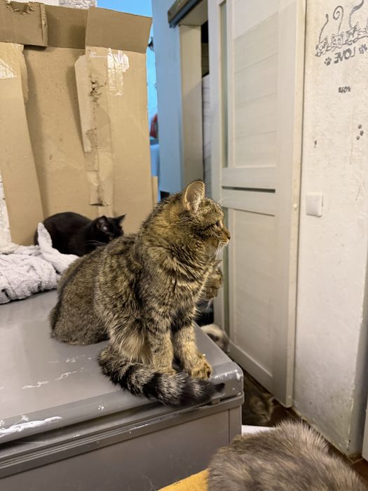 Котенок МИША ищет семью. Стерилизован