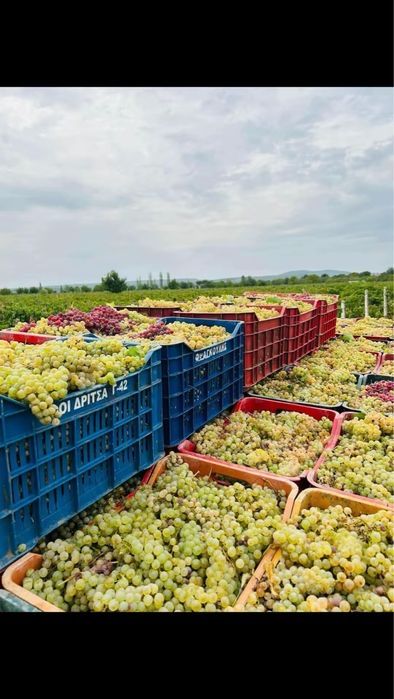 Vand struguri de vin avem toate soiurile disponibil transport gratuit in toata tara