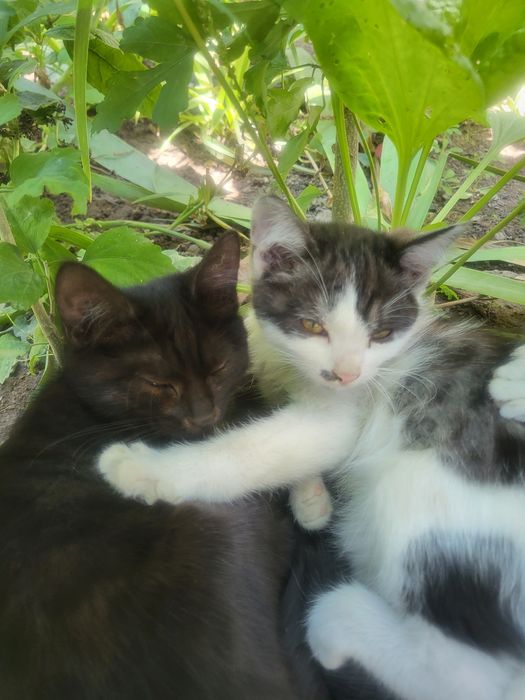 Кошка отдам в добрые руки