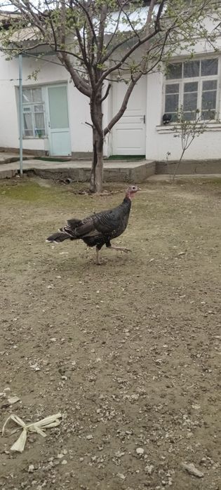 Индук товуки катаси сотилди