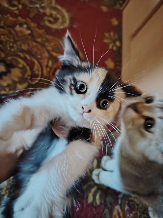 Отдам котёнока в хорошие руки