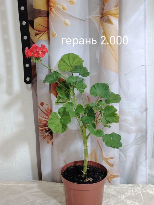 Продаются домашние цветы