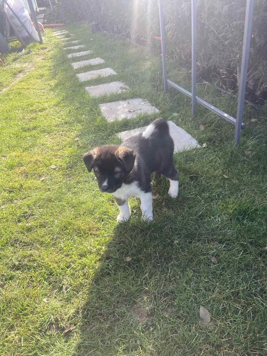 Подарявам кученца