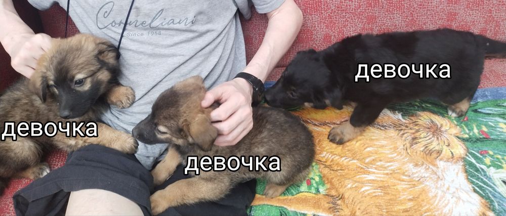 Отдам даром щенков