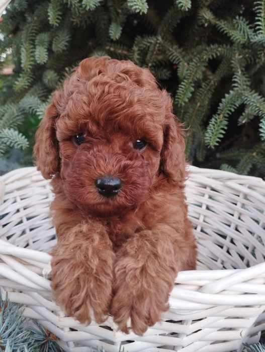 Той Пудел-poodle toy