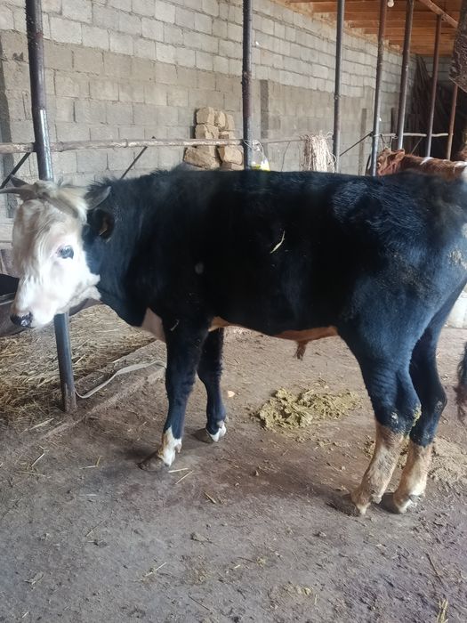 Еркек тана сатылады