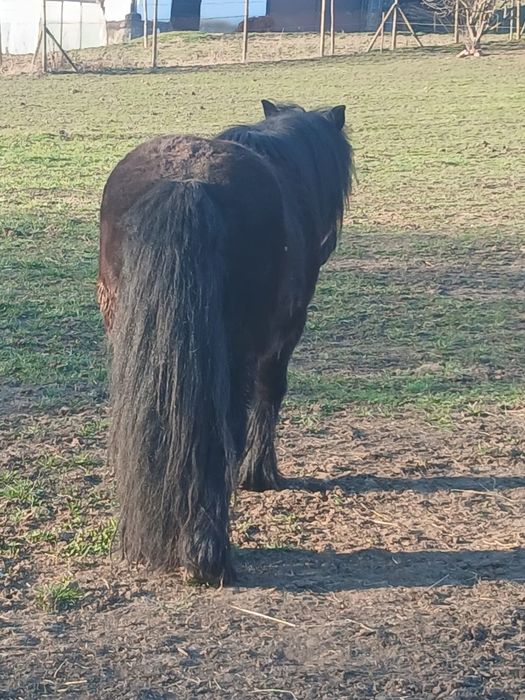 Vând poneiță gestantă