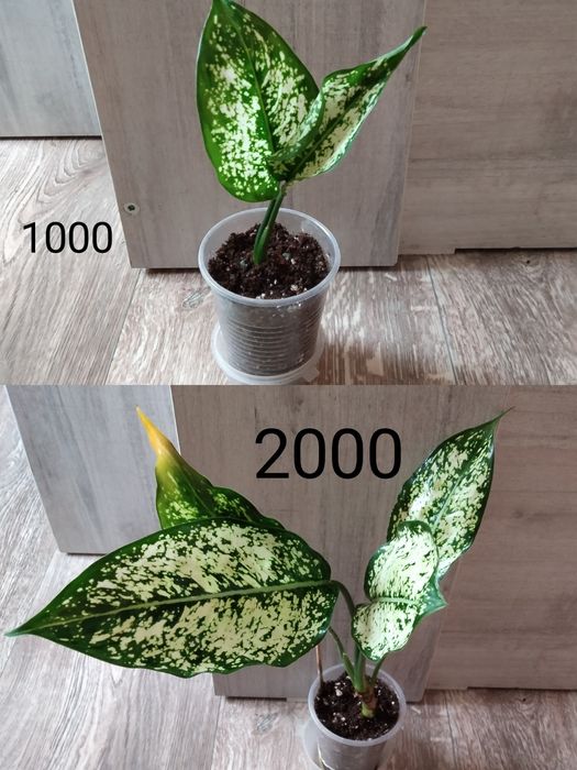 Комнатные цветы продажа