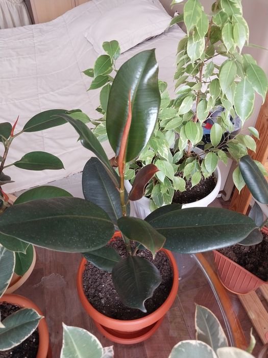 Фикус черный принц.