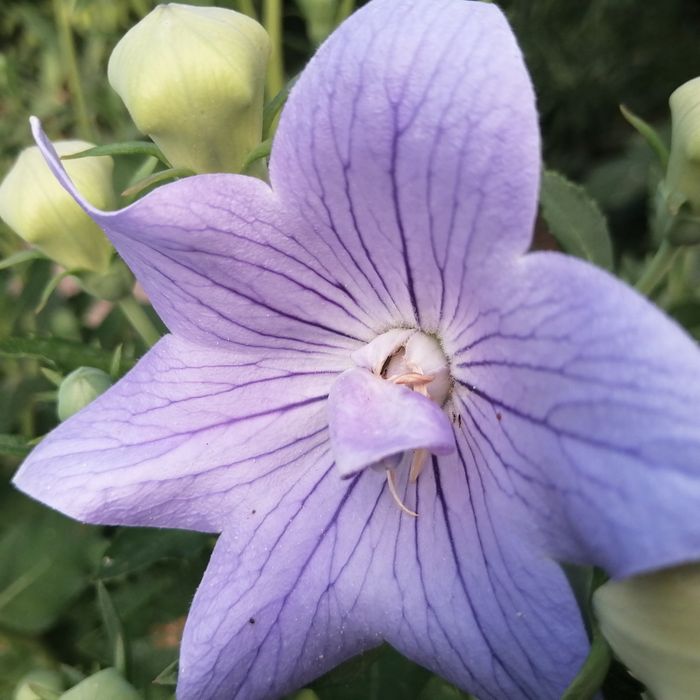 Продам садовые цветы