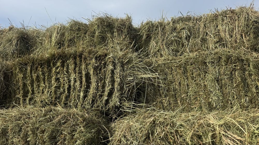 Продам сено тюки разнотравие