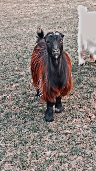 Vand 2 capre,una fatata si una trebuie sa fete