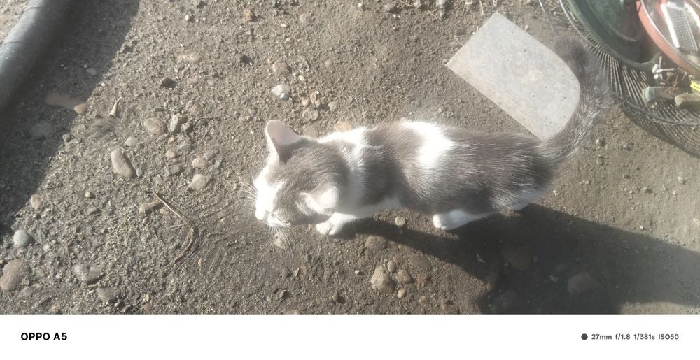 Отдам Кошек и котят даром