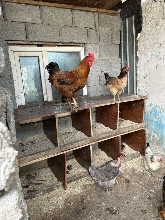 Куры Адлер,кучин,голашейка и.д