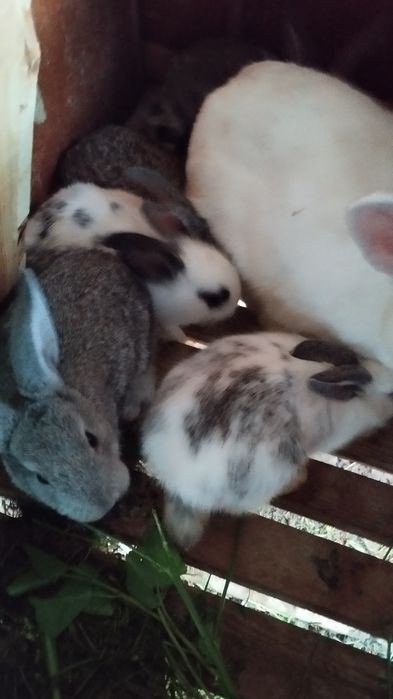 Кролики 1-2 месеца