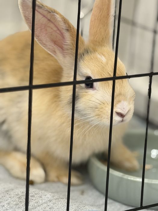 Кролик домашний декоративный