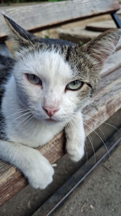 Пристраивается очень умный кот