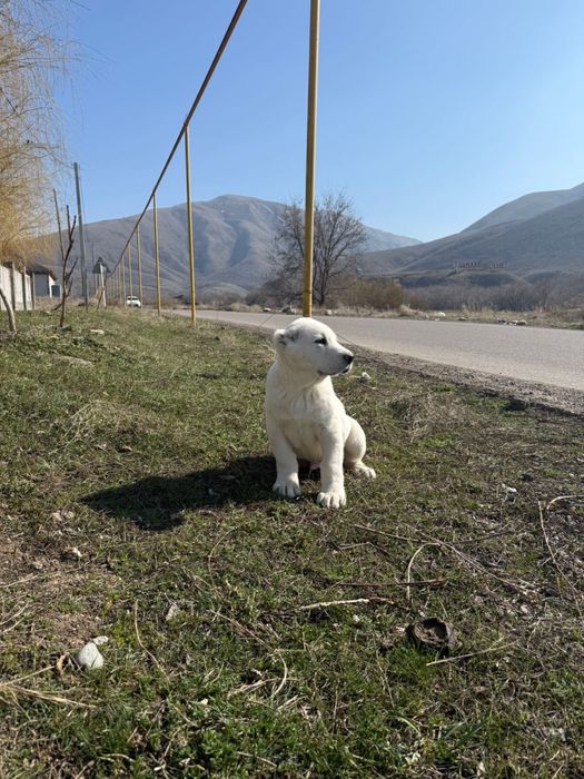 Продам щенка Алабая