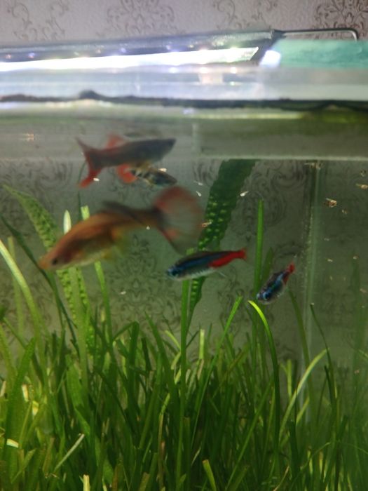 Продам мол/ых гуппи